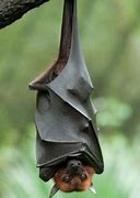 Image result for Photo of Bat Upside Down On House