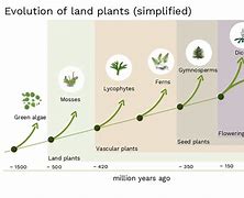 Image result for Land Plant Evolution