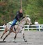 Image result for best five horses breed race