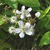 Image result for BlackBerry Bush Flowers