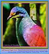 Image result for Geotrygon Columbidae