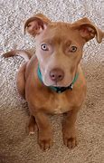 Image result for Blue and Red Nose Pitbull Puppies