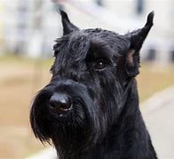 Image result for Great Schnauzer