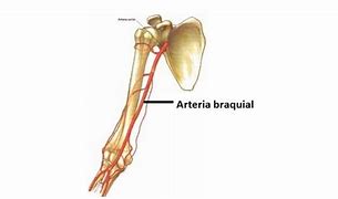 Image result for braquial