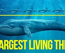 Image result for What Is the Biggest Living Thing in the World