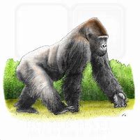Gorilla Illustration 的图像结果