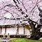 Image result for kyoto cherry blossom