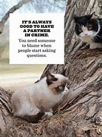 Image result for Grumpy Cat Brother