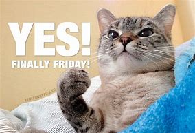 Image result for Happy Friday Cat Même