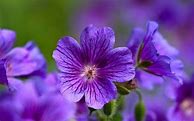 Image result for iPhone 11 Pro Max Violet