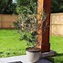 Image result for Arbequina Olive Tree
