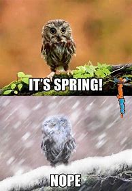 Image result for Finally Spring Meme