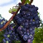 Image result for Purple Grapes