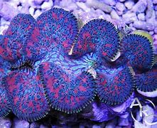 Image result for Teardrop Maxima Clam