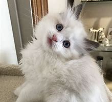 Image result for Ragdoll Kittens