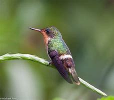 Image result for Lophornis Trochilidae