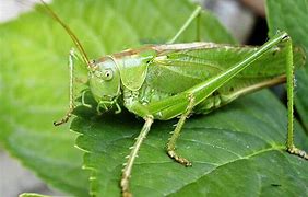 Image result for Cricket Insect