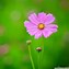 Image result for Pretty Pink and Green Flowers Desktop Wallpaper