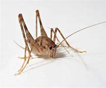 Image result for Camel Crickets in Drain