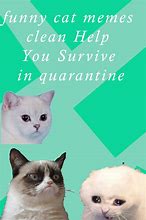 Image result for OMG Silly Cat Memes