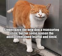 Image result for Ginger Kitty Cat Meme