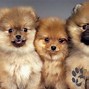 Image result for Pomeranian Pug Mix Puppies