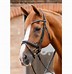 Image result for Jumping Bridle