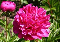Image result for Paeonia Lactiflora Bunker Hill