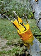 Image result for Grafting Apple Trees From Stump