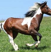 Image result for A Paint Horse