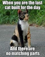 Image result for Last Day Cat Meme
