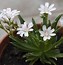 Image result for Lewisia Little Snowberry