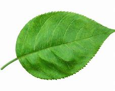 Image result for Apple Healthy Leaf