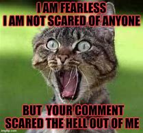 Image result for Scared Floof Cat Meme