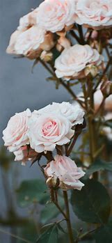 Image result for White Rose Wallpaper iPhone