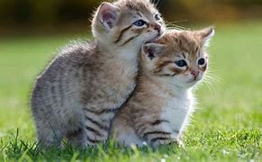 Image result for 2 Cute Cats