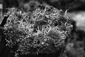 Image result for Rock Moss Plant