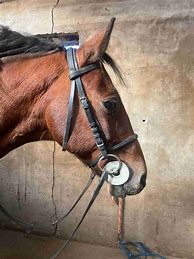 Image result for How to Put a Bridle On a Horse