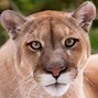 Image result for Mountain Lion Osx