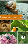 Image result for Natural Garden Pest Control
