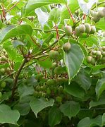 Image result for Actinidia arguta Geneva