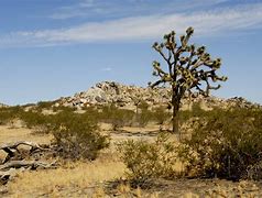 Image result for Phoenix Arizona Desert