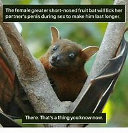 Image result for Fruit Bat Meme