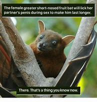 Image result for Bat Meme Funny