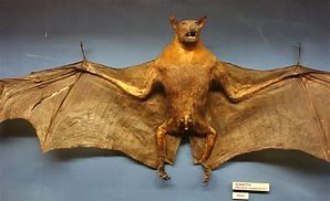 Image result for Giant Bat Asia