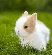 Image result for Smallest Cutest Animals