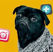 Image result for Dogs and Cats App