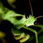 Image result for Cutest Insects