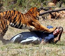 Image result for Indian Zoo Tiger Attack
