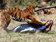 Image result for Siberian Tiger Mauling